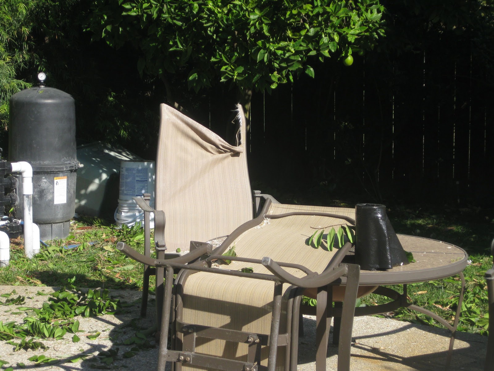 TEACHER NOMAD WIND STORM IN SOUTH PASADENA