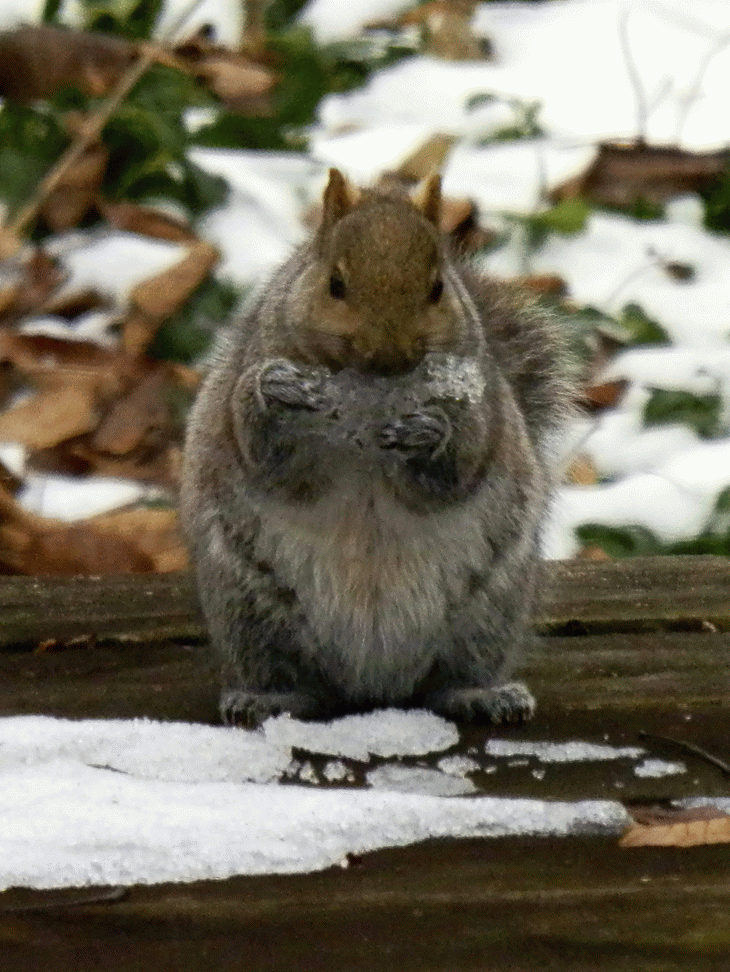 PlantPostings Squirrel Popsicles!