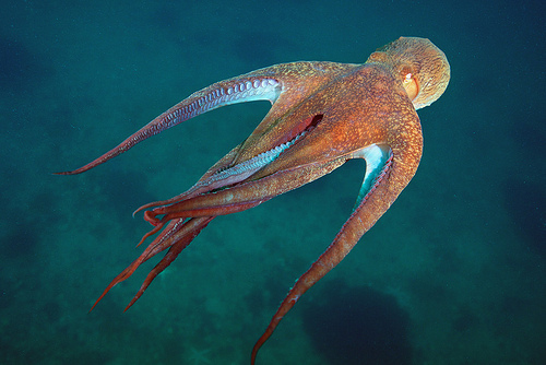 Pieuvre Géante Du Pacifique 9 M Polvo-Gigante-do-Pacifico (Enteroctopus dofleini) - Klima Naturali™