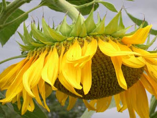 sunflower seed ukraine