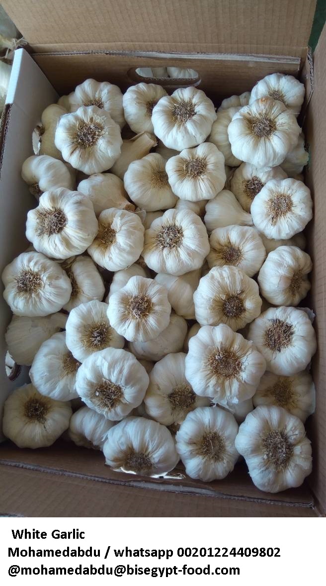 Big garlic wholesale price in india