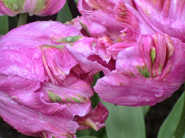 Close-up photo of pink tulips just after a rain, taken at Keukenhof Gardens, Holland