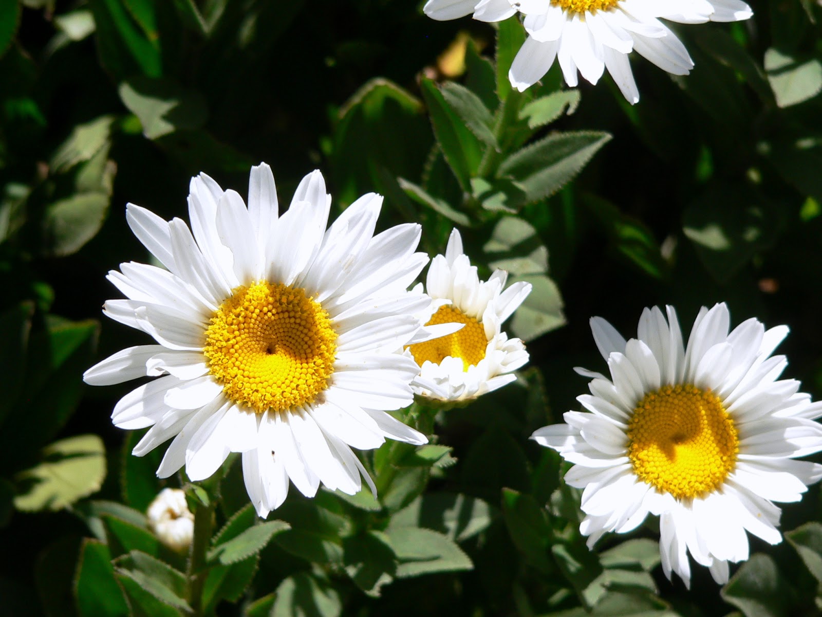 Aggregata Plants & Gardens Shasta daisies flowering at long last