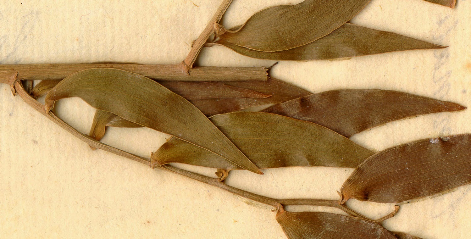 Graeco-Roman papyrus contains hangover remedy Graeco-Roman papyrus contains hangover remedy