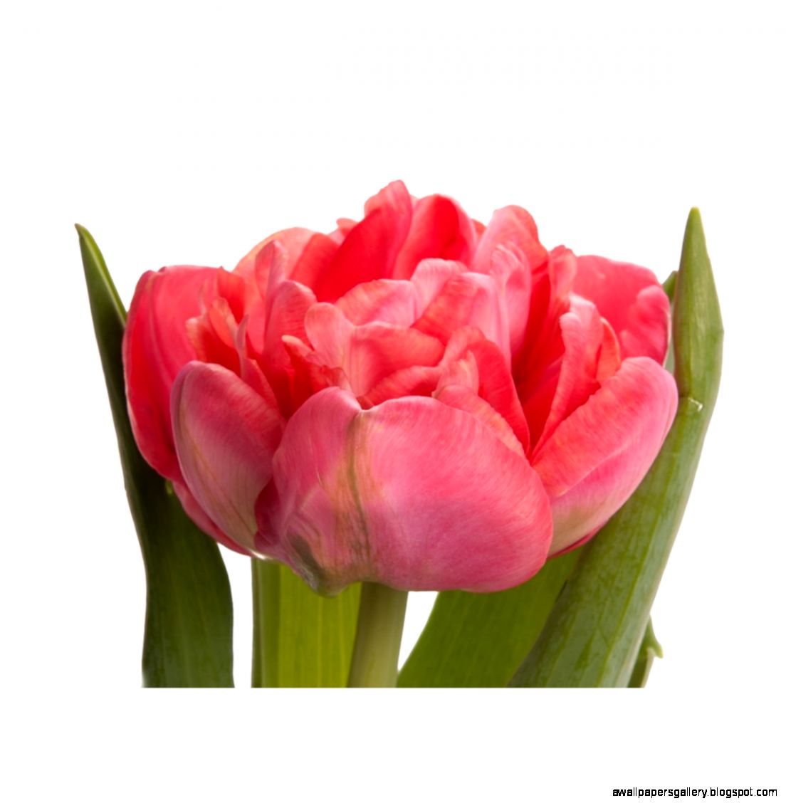 Hot Pink Tulips Wallpapers Gallery