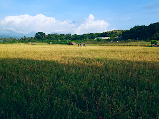 Paddy Plants Looks Yellowing of the Umeanyar Rice Fields Scenery North Bali Indonesia