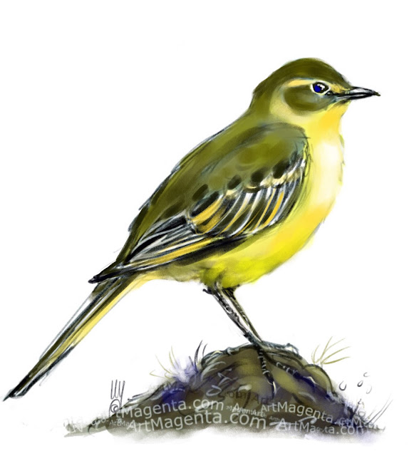 Yellow Wagtail bird painting by Artmagenta