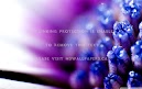Flower Close Up Macro Hd Wallpaper