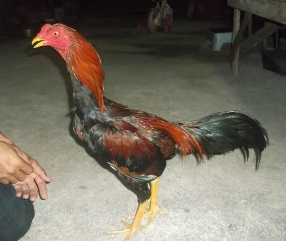 Ayam Bangkok Muda