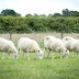 Số phận của 4 con cừu Dolly nhân bản vô tính giờ ra sao?