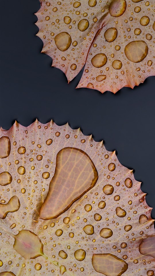 Stock Smartphone Autumn Leaves Dew Drops  Android Best Wallpaper