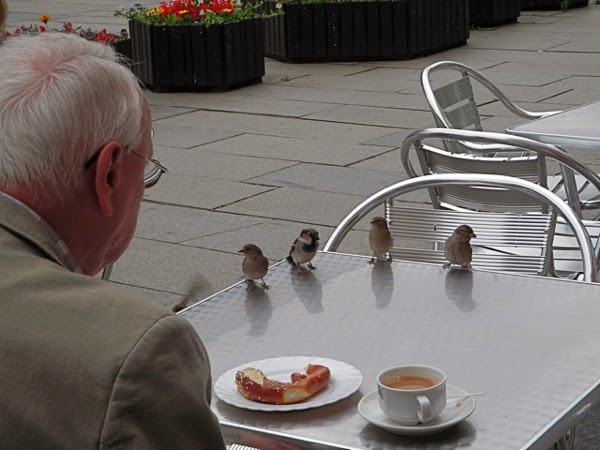 pajaros en la ciudad