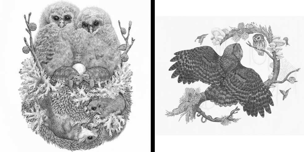 12-Lichens-and-Owl-Zoe-Keller-www-designstack-co