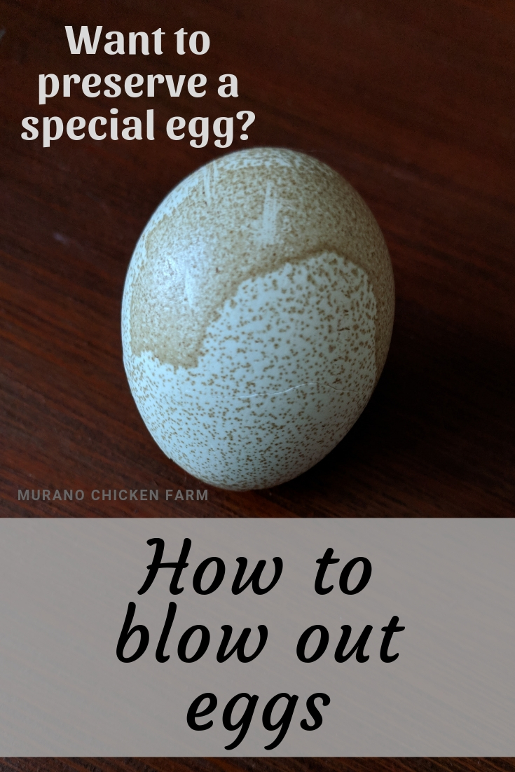 How to blow out an egg Murano Chicken Farm