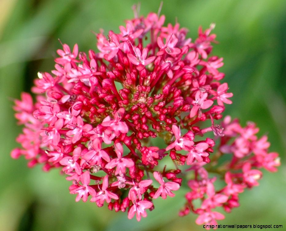 Tiny pink flower cluster  Flickr   Photo Sharing