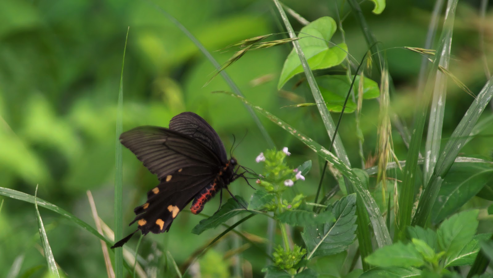 ジャコウガメを適切に輸送する方法