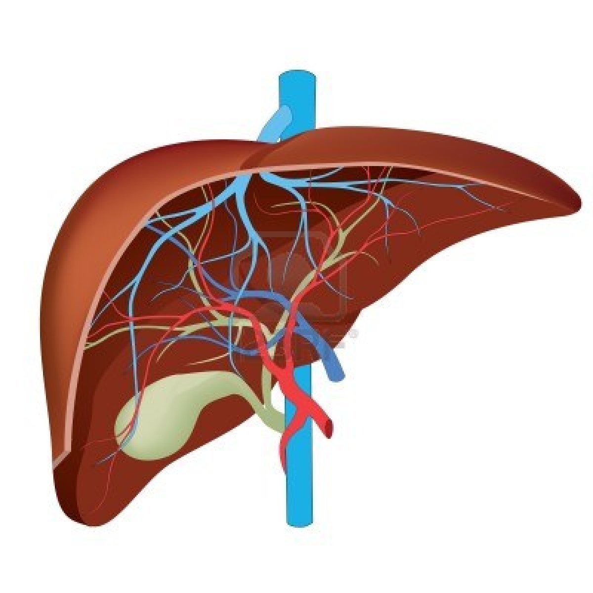 Liver diagram for assignment ~ Human Anatomy