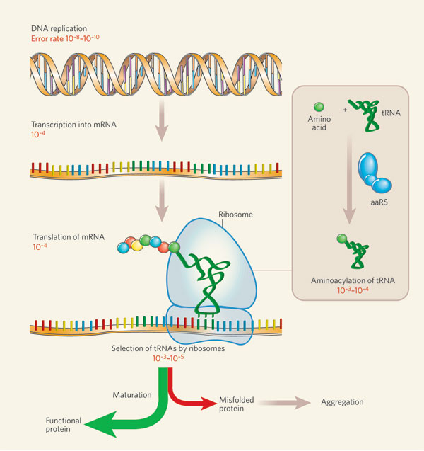 Белки и рнк входят. DNA RNA Protein. Protein Synthesis DNA. Protein Synthesis in DNA. Protein Synthesis Biology.