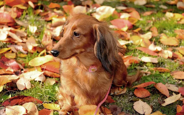 Hond tussen de herfstbladeren