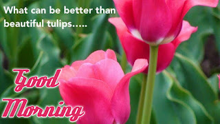 good morning good morning