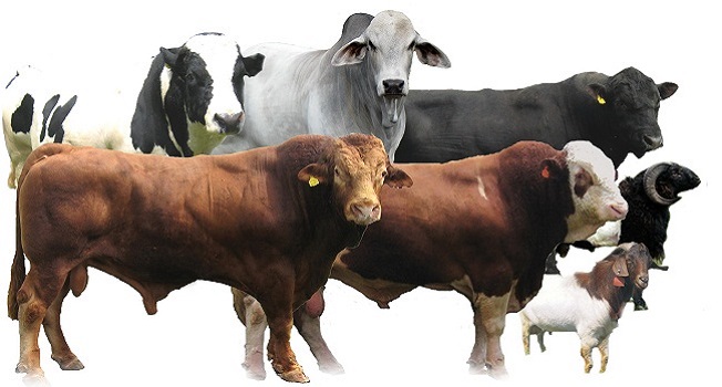 Image Result For Sapi Kurban Image Result For Sapi Kurban