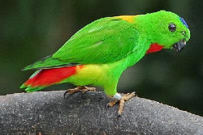 31++ Burung serindit jawa jantan dan betina terbaru