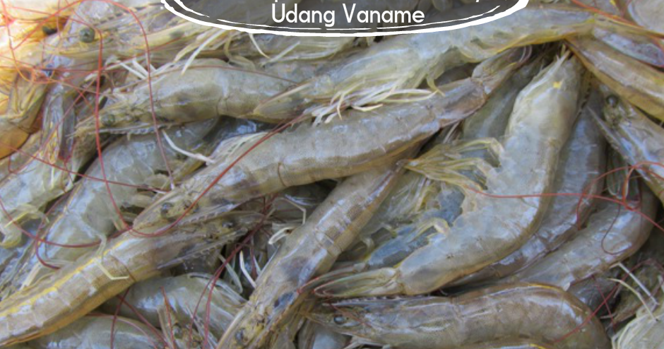 cara menurunkan ph budidaya udang