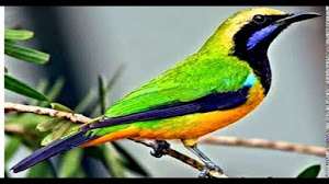 Caraputu Com Media Refrensi Harga Burung Mp3 Burung