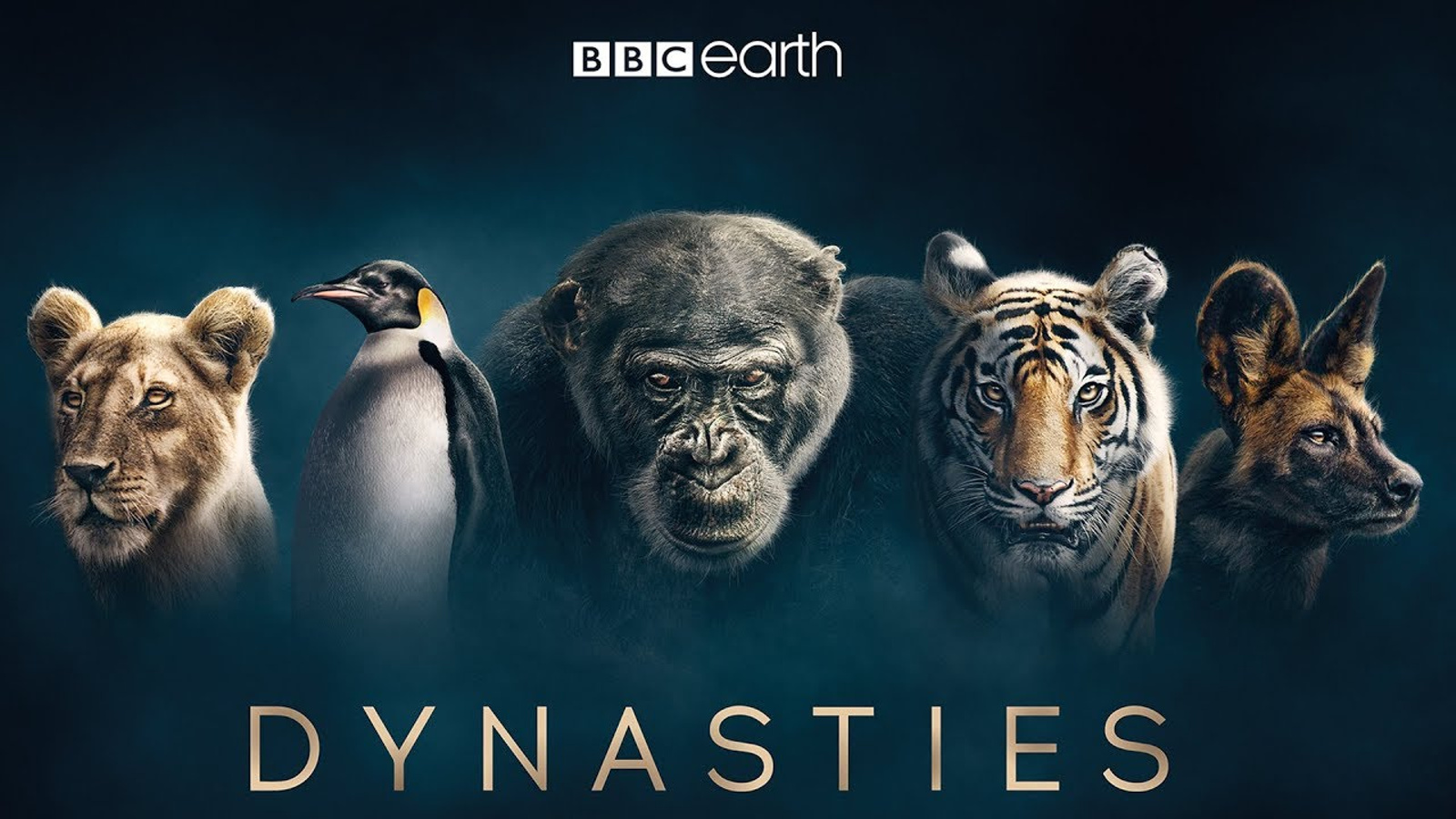 [BBC One] Dynasties: The Rise and Fall of Animal Families - Phim Khoa