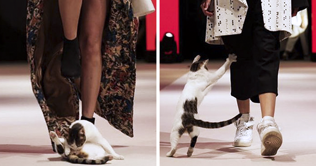 Cat Gave A Whole New Fascinating Meaning To A Fashion Show When It Randomly Joined The Catwalk Cat Gave A Whole New Fascinating Meaning To A Fashion Show When It Randomly Joined The Catwalk