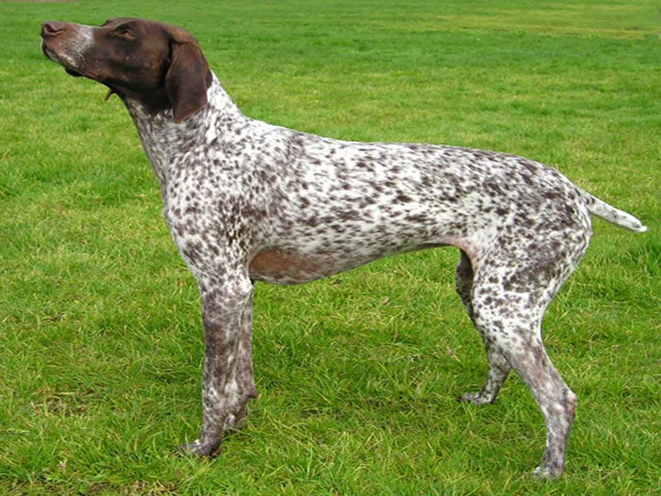 German Shorthaired Pointer Family Friendly and Easy Trained Dog