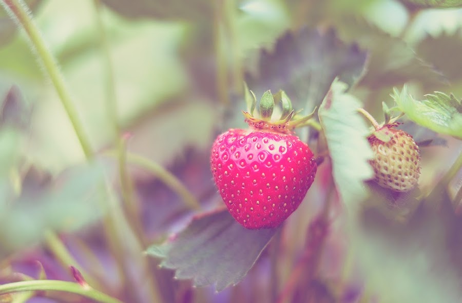 7 tips para plantar fresas con éxito