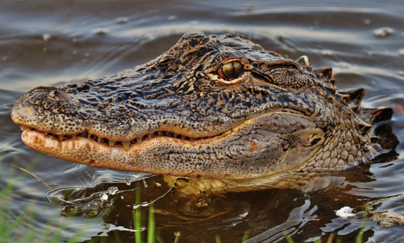 Wildlife Photography by Gareth Rasberry Alligators and Great Egret at