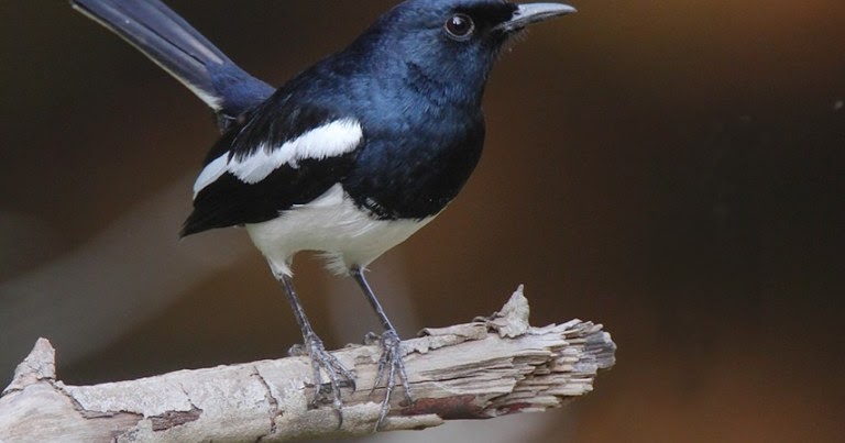 Cara Mengatasi Kacer Mbagong Mbalon Begini Cara Ampuh Mengatasinya Sukses Perawatan