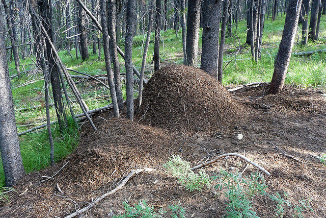 The History Scroll Idaho S Ant Hills You Know Little Ants Had To Stay Pretty Busy And Work Very Hard Build That They Didn T Do It Alone Worked Together Like A Family Team