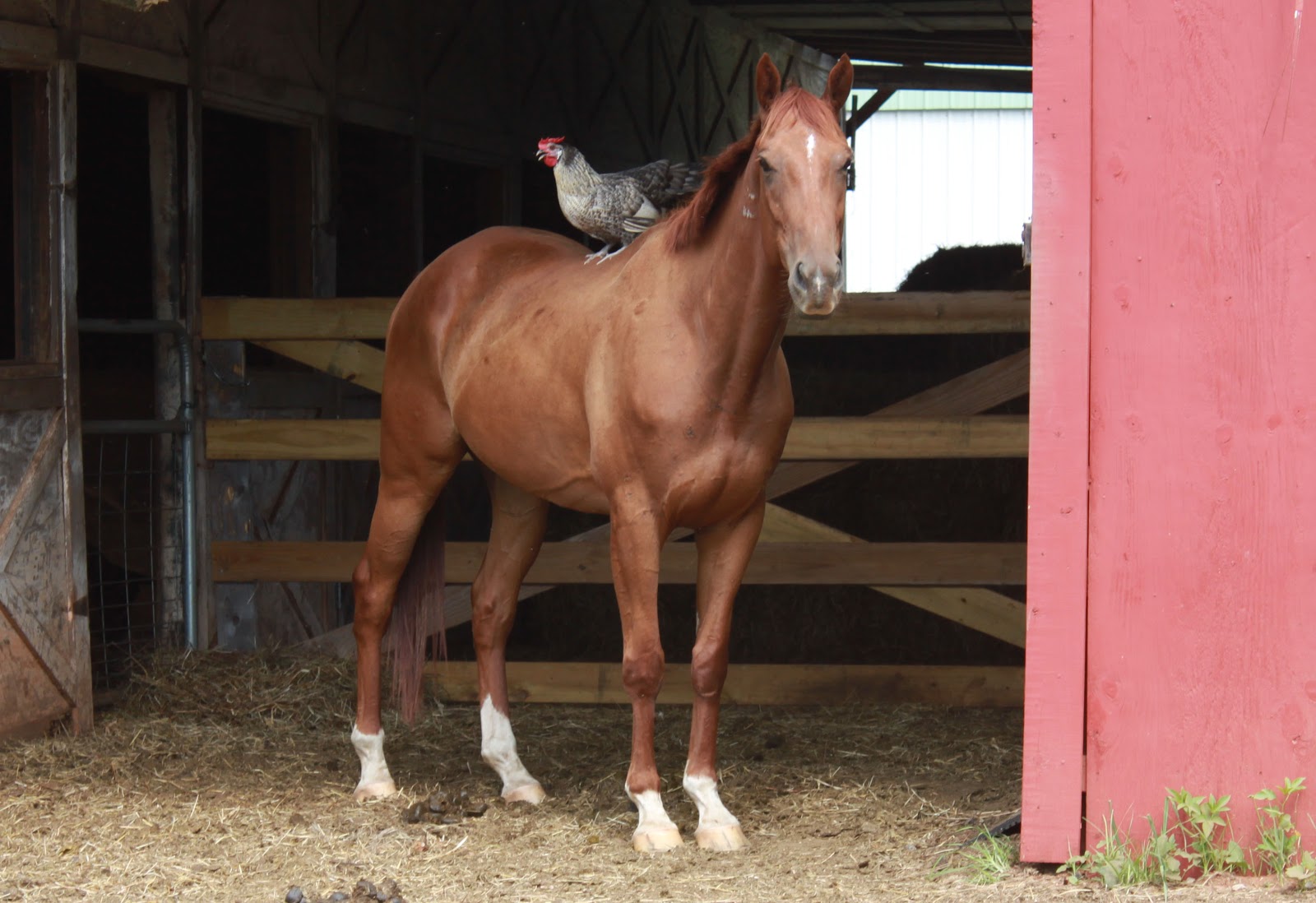 Springstone Horses Lunge Lesson 2 Solving a bad ride