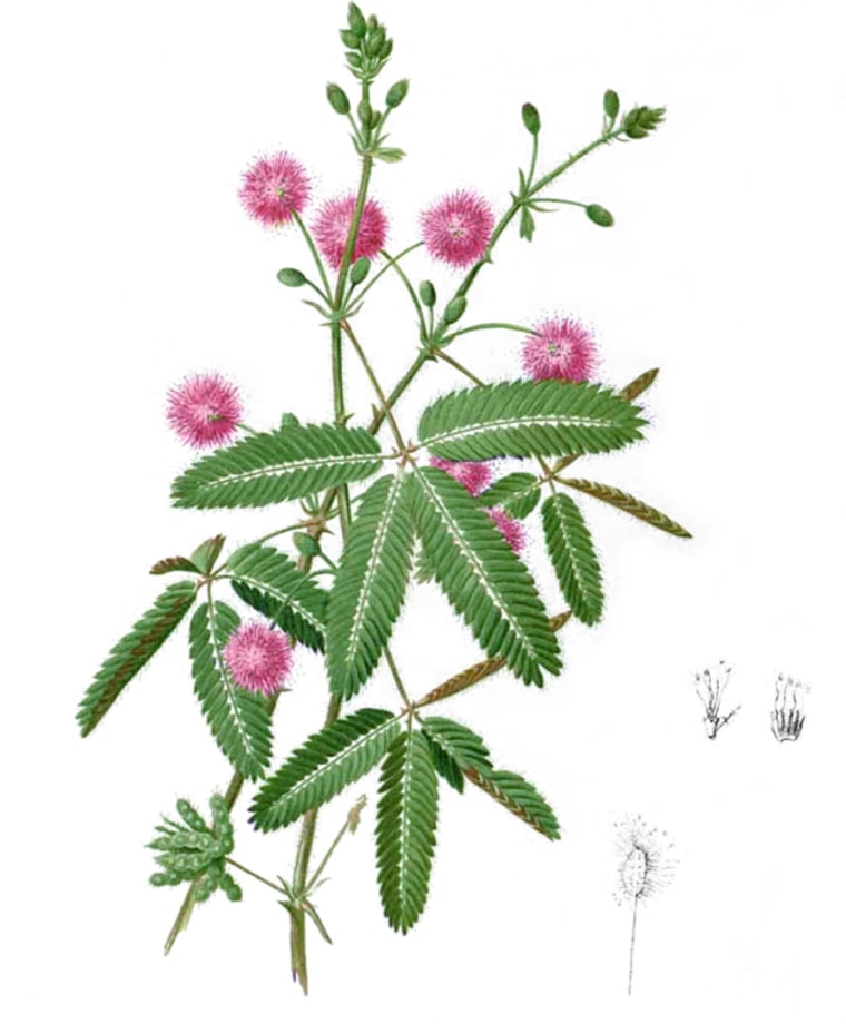 Infografía: 7 plantas de interior para viajar por el mundo sin salir de