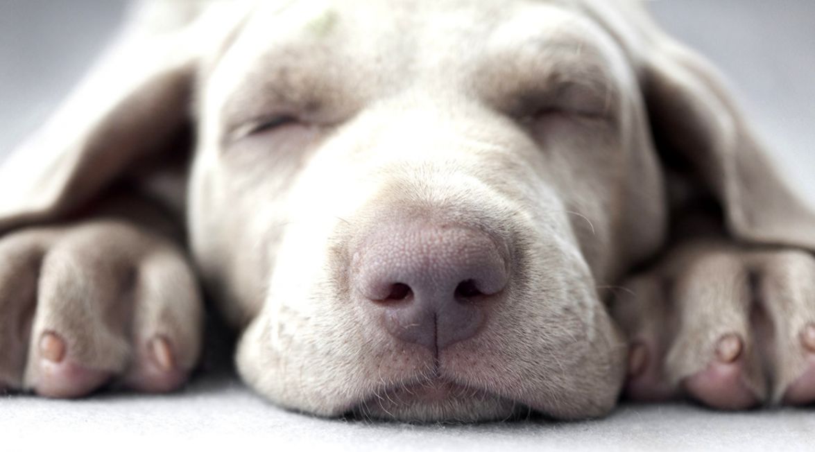 Do Weimaraners Shed From Short Haired To Long Haired Dogs Do Weimaraners Shed From Short Haired To Long Haired Dogs