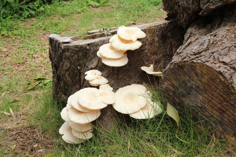 伊豆白浜オリーブ園 謎の白いキノコ