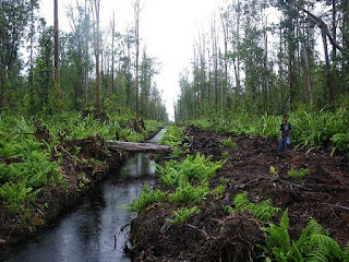 Image result for hutan gambut