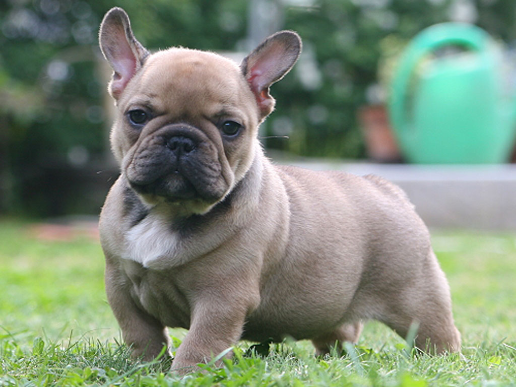 Best Perro French Bulldog of the decade Learn more here | bulldogs