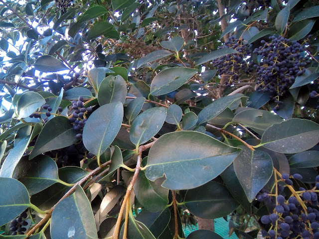 Aligustre del Japón (Ligustrum japonicum Thunb.).