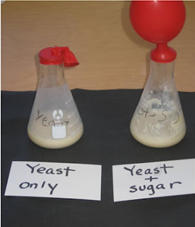 kayla's blog: yeast experiment