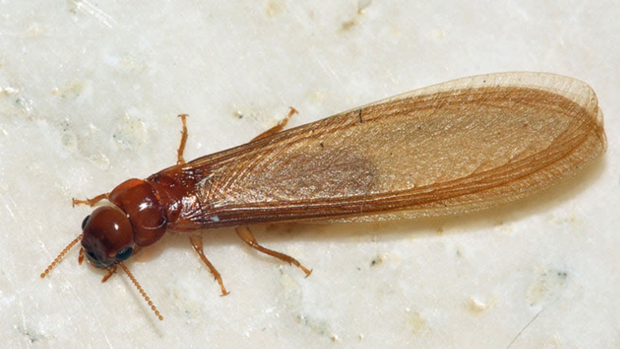 പുത്തനറിവ്: ഈയൽ അഥവാ ഈയാമ്പാറ്റകൾ