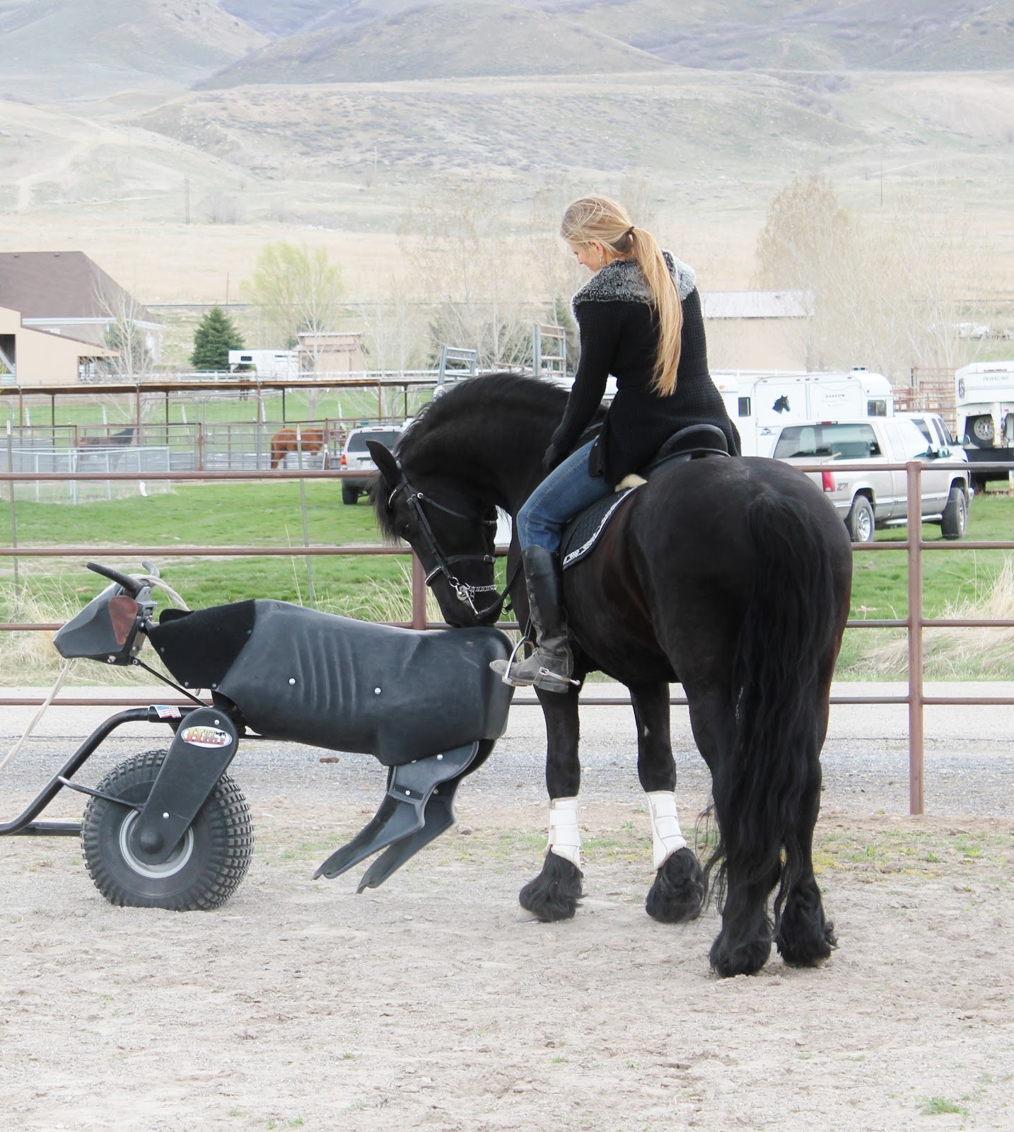 Royal Grove Stables Blog 5 TRAINING TIPS FOR A HAPPIER, SAFER HORSE