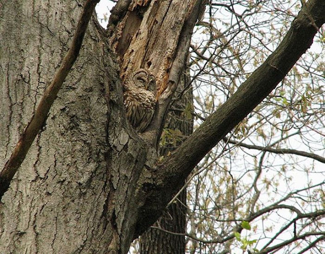 21 Amazing owl camouflage (21 pics) Amazing Creatures