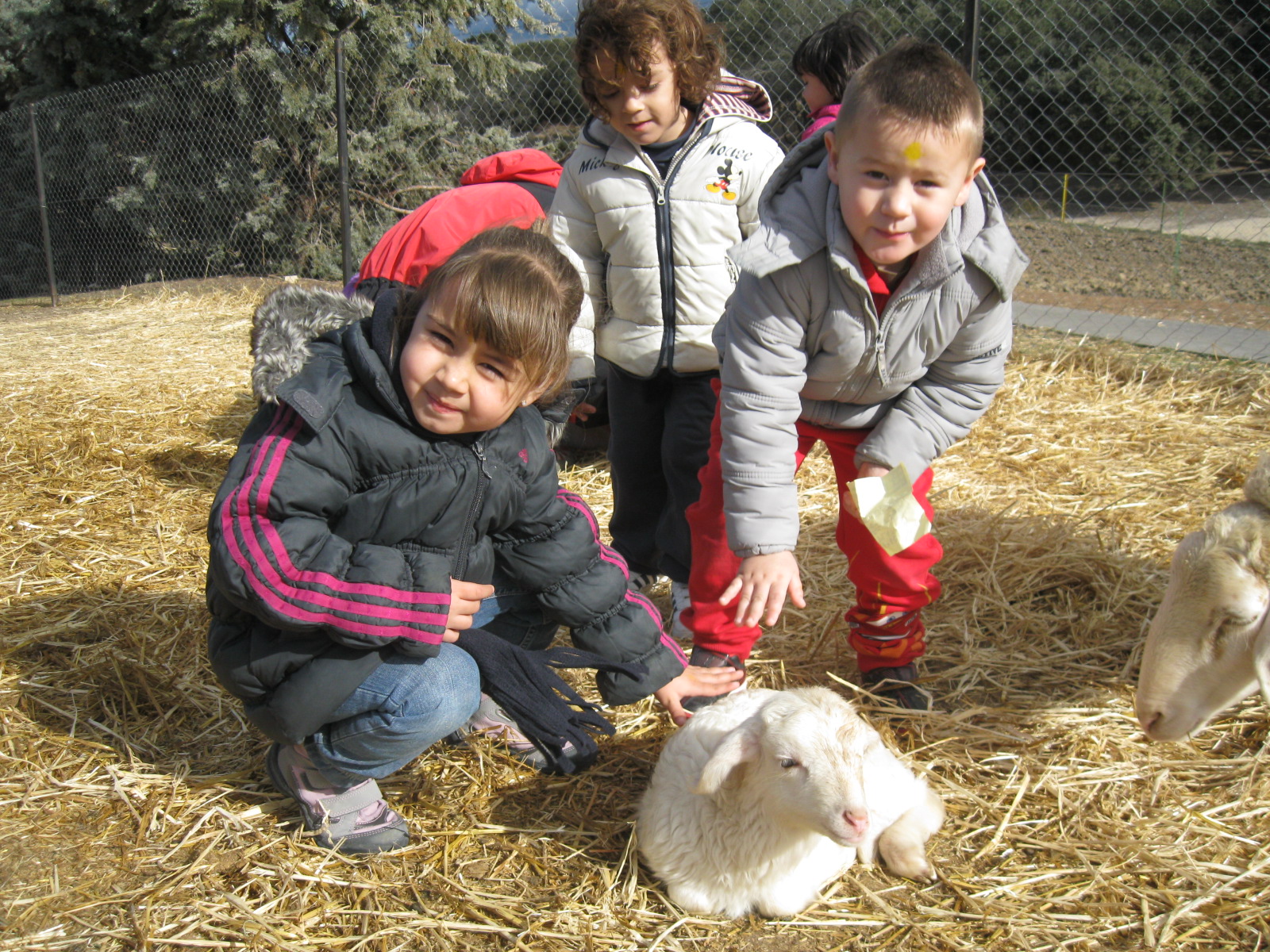 MESETA AL DIA: En la granja "El Acebo". (Cuatro años)