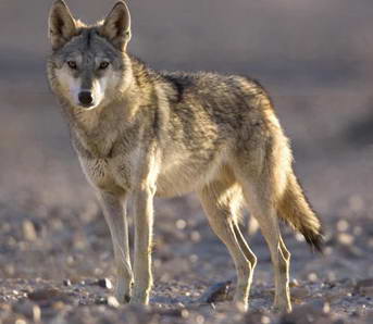 Mengenal Lebih dekat Serigala ~ angkatigabelas