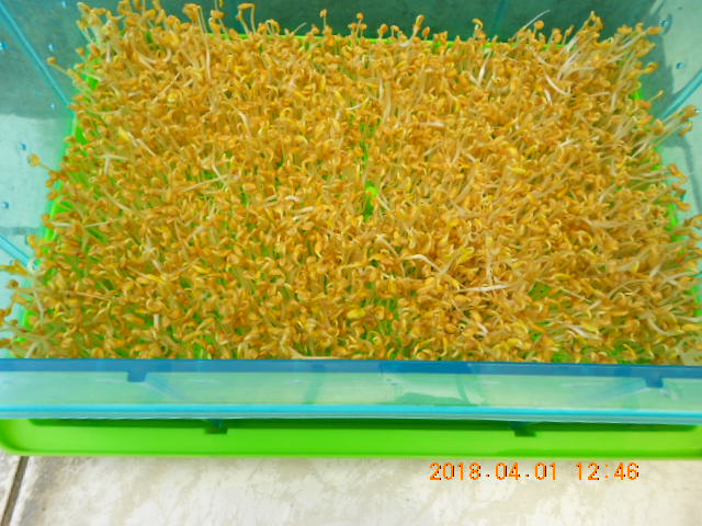 ��Ī��,��Ī�گ�,fenugreek,fenugreek-seeds,�����l,��Ī�ڽ��n,��Ī�ڬ�\��,��Ī�گ��\��,��Ī�ڵo����,��Ī�ڬ�