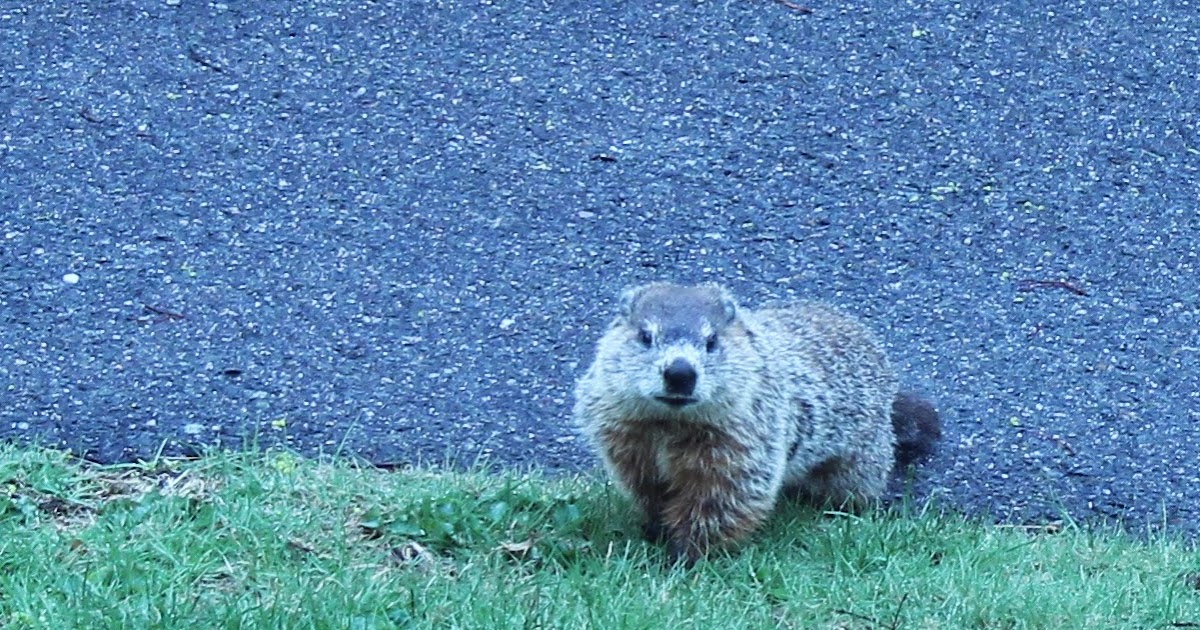 Hey, Mom! What's For Dinner? Lemon Meringue Pie with Shortbread Crust